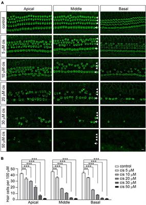 The Mechanotransduction Channel and Organic Cation Transporter Are Critical for Cisplatin Ototoxicity in Murine Hair Cells